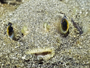 Diodon sp. under sand in Secret Bay by Alex Varani 